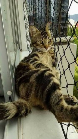 favorita-redes-no-jd-maroroara-1198023-9582-big-0