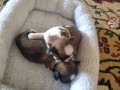vendo-lindos-filhotinhos-de-shitzu-puro-small-3