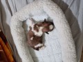 vendo-lindos-filhotinhos-de-shitzu-puro-small-2