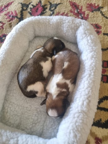 vendo-lindos-filhotinhos-de-shitzu-puro-big-1