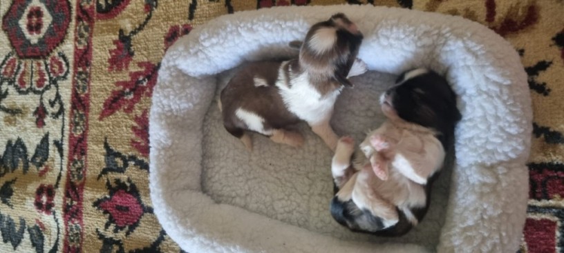 vendo-lindos-filhotinhos-de-shitzu-puro-big-0