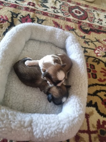 vendo-lindos-filhotinhos-de-shitzu-puro-big-3