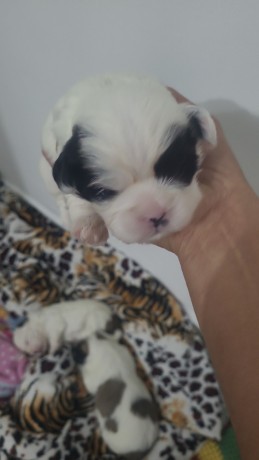 filhotes-de-shitzu-sao-filhotes-de-shitzu-2-machos-e-uma-femea-estao-com-30-dias-big-3