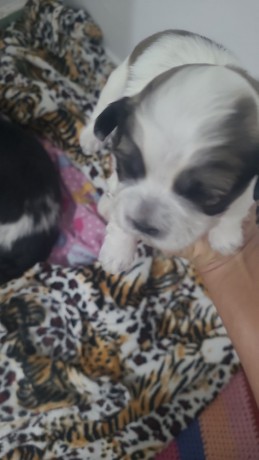 filhotes-de-shitzu-sao-filhotes-de-shitzu-2-machos-e-uma-femea-estao-com-30-dias-big-0