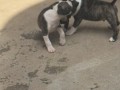 ninhada-exclusiva-de-bull-terrier-small-3