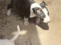 ninhada-exclusiva-de-bull-terrier-small-1