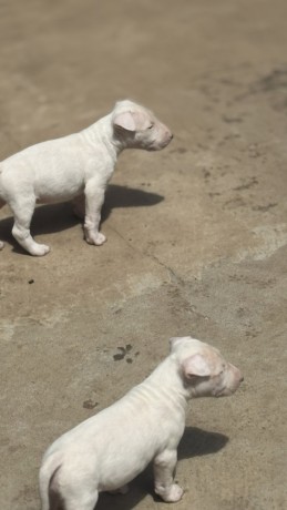 ninhada-exclusiva-de-bull-terrier-big-0