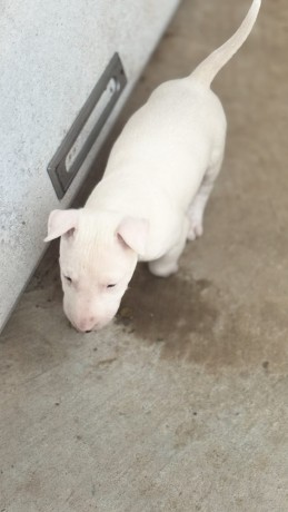 ninhada-exclusiva-de-bull-terrier-big-2