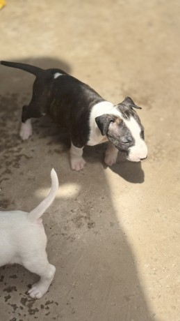 ninhada-exclusiva-de-bull-terrier-big-1