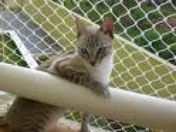 favorita-redes-de-protecao-no-lajeado-big-0